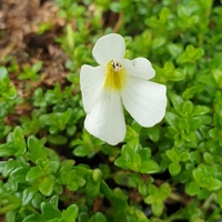 Ourisia caespitosa var. gracilis